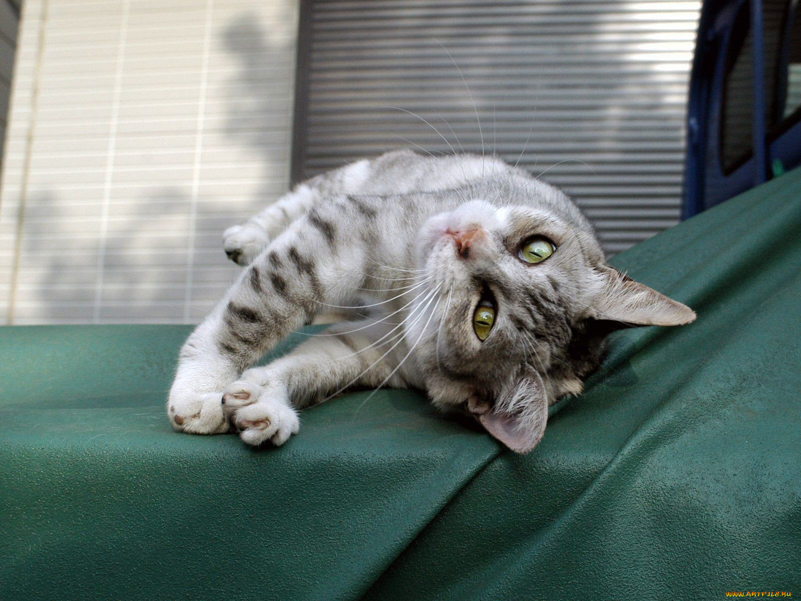 , , cat